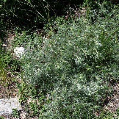 Artemisia campestris L. subsp. campestris, 30 March 2013, © Copyright Françoise Alsaker – Asteraceae