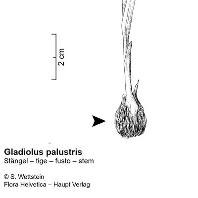 Gladiolus palustris Gaudin, 10 November 2022, © 2022, Stefan Eggenberg – Flora Vegetativa - Haupt Verlag