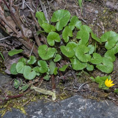 Ranunculus ficaria L., 13 April 2018, © Copyright Françoise Alsaker