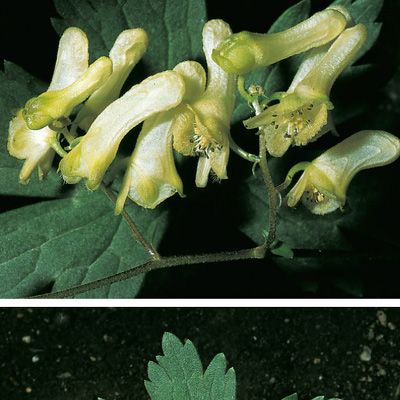 Aconitum lycoctonum subsp. vulparia (Rchb.) Nyman, © 2022, Konrad Lauber – Flora Helvetica – Haupt Verlag