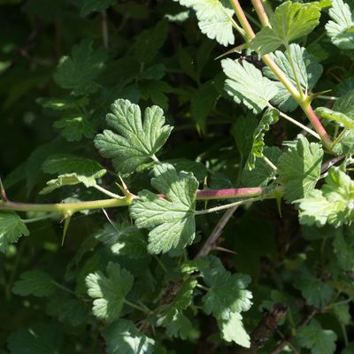 Ribes uva-crispa L., 17 May 2016, © Copyright Françoise Alsaker – Grossulariaceae