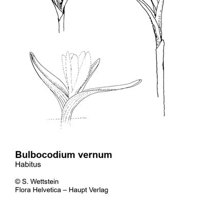 Bulbocodium vernum L., 7 January 2021, © 2022, Sacha Wettstein – Flora Helvetica – Haupt Verlag