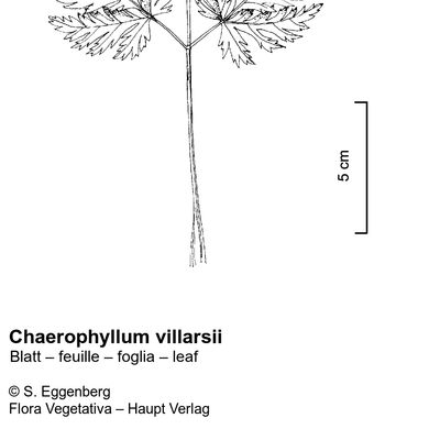 Chaerophyllum villarsii W. D. J. Koch, © 2022, Stefan Eggenberg – Flora Vegetativa © Haupt Verlag