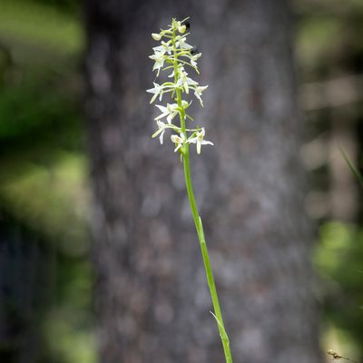 Platanthera bifolia (L.) Rich., 29 March 2022, © Copyright Françoise Alsaker – Orchidaceae