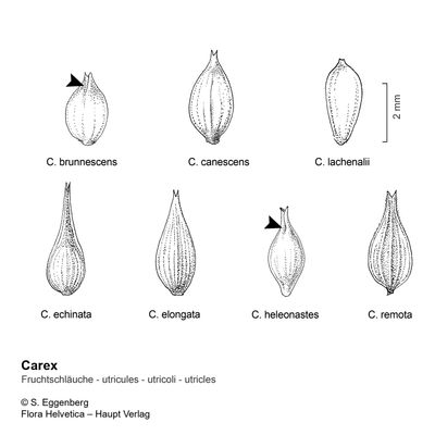 Carex canescens L., 18 January 2021, © 2022, Stefan Eggenberg – Flora Vegetativa - Haupt Verlag