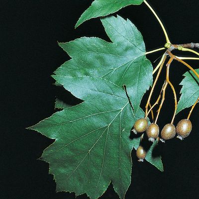 Sorbus torminalis (L.) Crantz, © 2022, Konrad Lauber – Flora Helvetica – Haupt Verlag