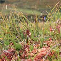 14/15 - © Copyright 2013 Patrice Prunier – VI.2.1.1.1 - Sphagnetum medii, Combloux F-74