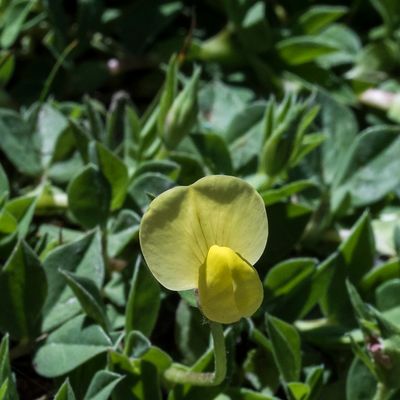 Lotus maritimus L., 8 June 2017, Françoise Alsaker – Fabaceae