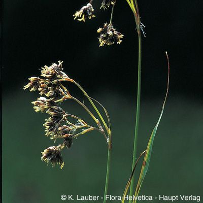 Luzula alpinopilosa (Chaix) Breistr., © 2022, Konrad Lauber – Flora Helvetica – Haupt Verlag