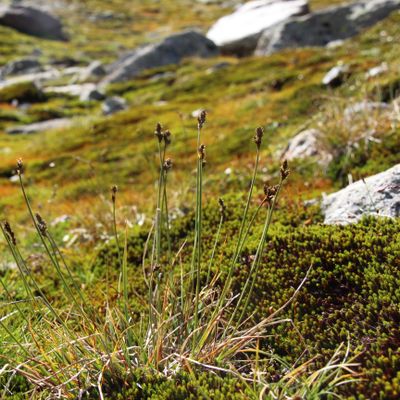 Carex lachenalii Schkuhr, © 2022 Adrian Möhl