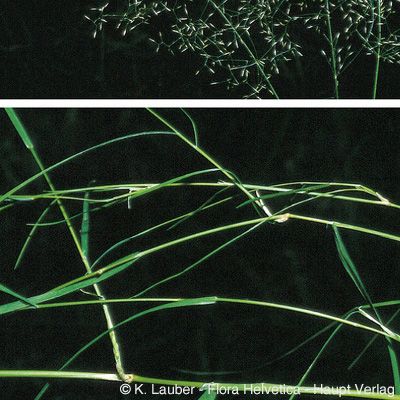 Agrostis canina L., © 2022, Konrad Lauber – Flora Helvetica – Haupt Verlag