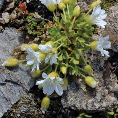 Cerastium uniflorum Clairv., © 2022, Hugh Knott – Zermatt