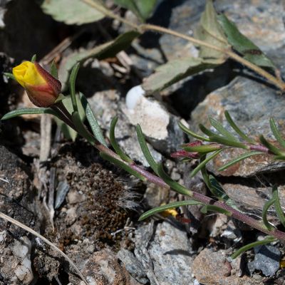 Fumana procumbens (Dunal) Gren. & Godr., 6 May 2019, © Copyright Françoise Alsaker – Cistaceae