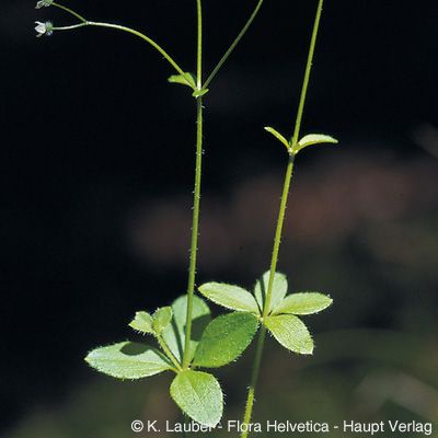 Galium rotundifolium L., © 2022, Konrad Lauber – Flora Helvetica – Haupt Verlag