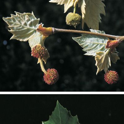 Platanus ×hispanica Münchh., © 2022, Konrad Lauber – Flora Helvetica – Haupt Verlag