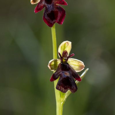 Ophrys insectifera L., 24 June 2020, © Copyright 2020 Françoise Alsaker – Orchideaceae
