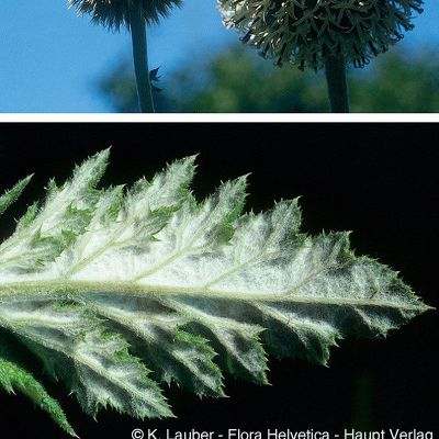 Echinops exaltatus Schrad., © 2022, Konrad Lauber – Flora Helvetica – Haupt Verlag