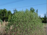 4/4 - © 2011, Patrice Prunier – II.3.3.1.3 - Urtico dioïcis-Phragmitetum australis, Dronieres Cruseilles FR-74