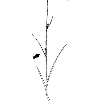 Carex distans L., 7 January 2021, © 2022, Stefan Eggenberg – Flora Vegetativa - Haupt Verlag