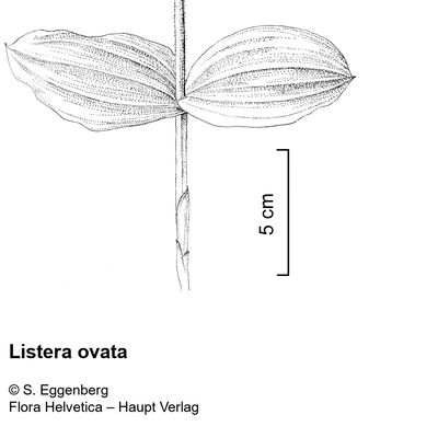 Listera ovata (L.) R. Br., 2 December 2022, © 2022, Stefan Eggenberg – Flora Vegetativa - Haupt Verlag