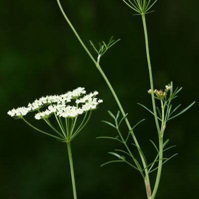 Bunium bulbocastanum L., © Copyright Christophe Bornand