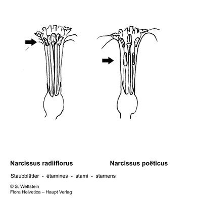 Narcissus radiiflorus Salisb., 7 January 2021, © 2022, Stefan Eggenberg – Flora Vegetativa - Haupt Verlag