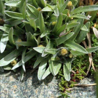 Gnaphalium supinum L., © 2022, Hugh Knott – Zermatt