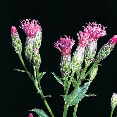 Serratula tinctoria L. subsp. tinctoria, © 2022, Konrad Lauber – Flora Helvetica – Haupt Verlag