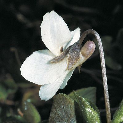 Viola alba Besser, © 2022, Konrad Lauber – Flora Helvetica – Haupt Verlag