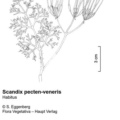 Scandix pecten-veneris L., © 2022, Stefan Eggenberg – Flora Vegetativa © Haupt Verlag