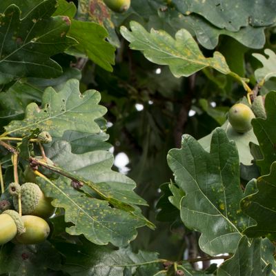 Quercus robur L., 14 September 2018, © Copyright Françoise Alsaker