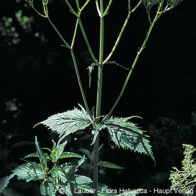 Valeriana pyrenaica L., © 2022, Konrad Lauber – Flora Helvetica – Haupt Verlag