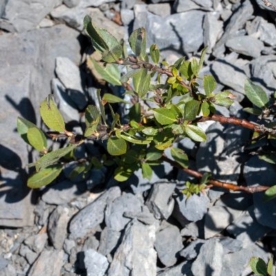 Salix breviserrata Flod., 5 September 2020, © Copyright Françoise Alsaker – Salicaceae; Weidengewächse
