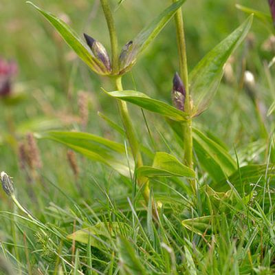 Gentiana purpurea L., © 2007, Beat Bäumler – Sanetsch (VS)