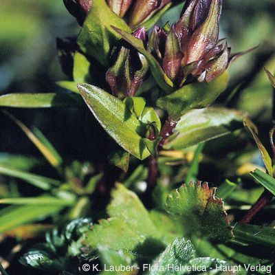 Gentiana engadinensis (Wettst.) Braun-Blanq. & Sam., © 2022, Konrad Lauber – Flora Helvetica – Haupt Verlag