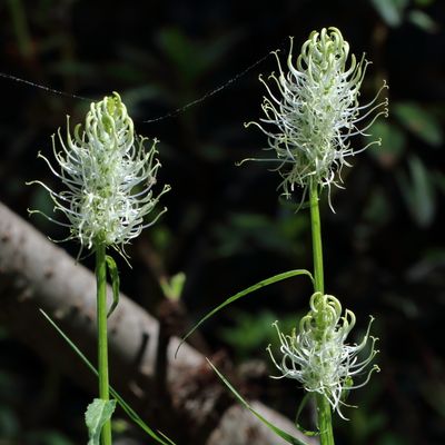 Phyteuma spicatum L., © 2022, Hugh Knott – Zermatt