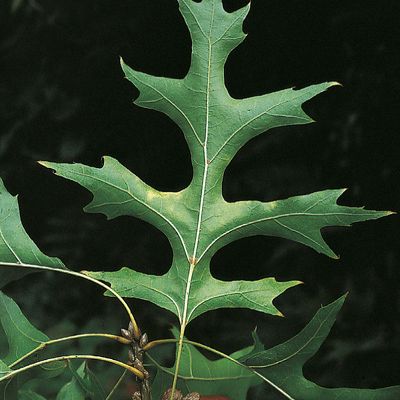 Quercus palustris Münchh., © 2022, Konrad Lauber – Flora Helvetica – Haupt Verlag