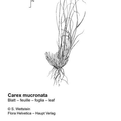 Carex mucronata All., 2 December 2022, © 2022, Sacha Wettstein – Flora Vegetativa - Haupt Verlag