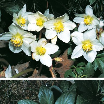 Helleborus niger L., © 2022, Konrad Lauber – Flora Helvetica – Haupt Verlag