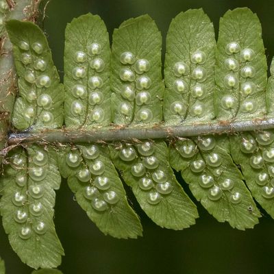 Dryopteris affinis (Lowe) Fraser-Jenk., 26 May 2018, © Copyright Françoise Alsaker – Dryopteridaceae