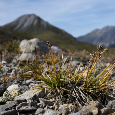 Carex glacialis Mack., © 2022, Philippe Juillerat – Munt Buffalora