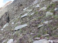 2/5 - © 2013, Patrice Prunier – IV.2.1.3.3 - Artemisio glacialis-Festucetum pumilae, Gornergrat Zermatt CH-Vs