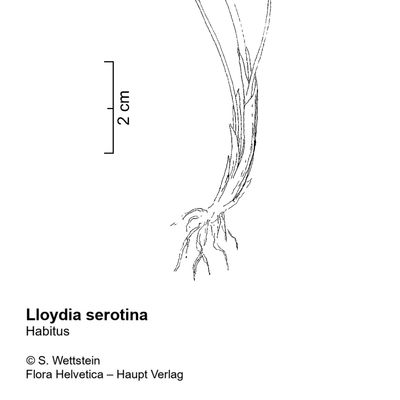 Lloydia serotina (L.) Rchb., © 2022, Stefan Eggenberg – Flora Vegetativa - Haupt Verlag