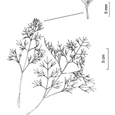 Trinia glauca (L.) Dumort., © 2022, Stefan Eggenberg – Flora Vegetativa © Haupt Verlag
