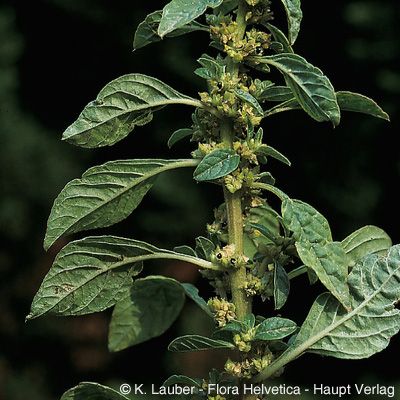 Amaranthus graecizans L., © 2022, Konrad Lauber – Flora Helvetica – Haupt Verlag