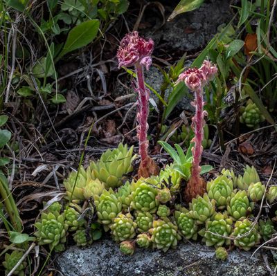 Sempervivum montanum L., 27 July 2017, © Copyright Françoise Alsaker – Crassulaceae