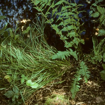 Dryopteris cristata (L.) A. Gray, © Copyright Christophe Bornand