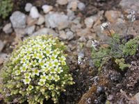 3/5 - © 2013, Patrice Prunier – III.3.1.2.2 - Artemisio genipi-Saxifragetum muscoidis, Oberrothorn Zermatt CH-Vs