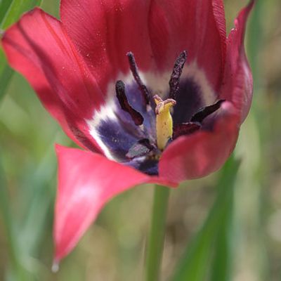 Tulipa didieri Jord., © 2007, Beat Bäumler – Sion (VS)