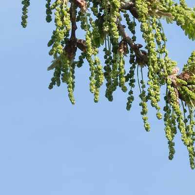 Quercus robur L., 22 April 2018, © Copyright Françoise Alsaker – Fagaceae